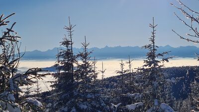 Panorama Tatr z Policy