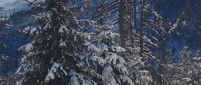 Polica ↔ Złota Grapa [Widok na Tatry z czerwonego szlaku na Policę na wysokości ok. 1350 m n.p.m.]