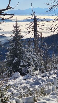 Widok na Tatry z czerwonego szlaku na Policę na wysokości ok. 1350 m n.p.m.