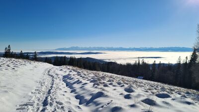 Panorama Tatr z Hali Krupowej