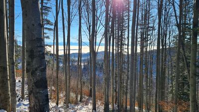 Panorama Tatr zza drzew przy czarnym szlaku na wysokości ok. 1070 m n.p.m.