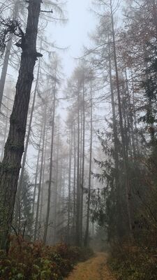 Rezerwat "Modrzewie"