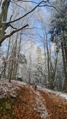 Żółty szlak na Jaworzyny Ochotnickie na wysokości ok. 1025 m n.p.m.