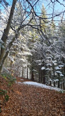 Żółty szlak na Jaworzyny Ochotnickie na wysokości ok. 1035 m n.p.m.