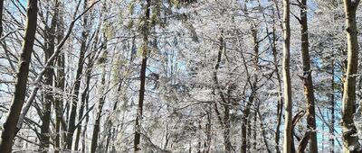 Kluszkowce ↔ Jaworzyny Ochotnickie [Żółty szlak na Jaworzyny Ochotnickie na wysokości ok. 1050 m n.p.m.]