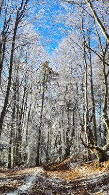 Żółty szlak na Jaworzyny Ochotnickie na wysokości ok. 1050 m n.p.m.