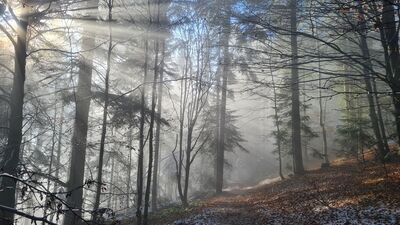 Magiczny las wzdłuż niebieskiego szlaku na Lubań