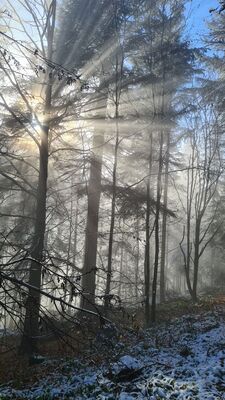 Magiczny las wzdłuż niebieskiego szlaku na Lubań