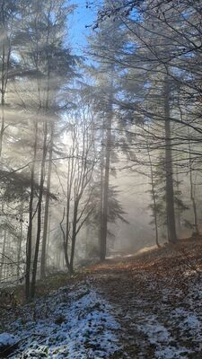 Magiczny las wzdłuż niebieskiego szlaku na Lubań