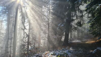 Magiczny las wzdłuż niebieskiego szlaku na Lubań