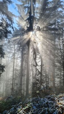 Magiczny las wzdłuż niebieskiego szlaku na Lubań