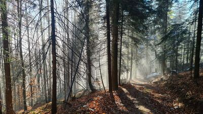 Magiczny las wzdłuż niebieskiego szlaku na Lubań