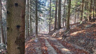 Magiczny las wzdłuż niebieskiego szlaku na Lubań
