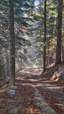Magiczny las wzdłuż niebieskiego szlaku na Lubań