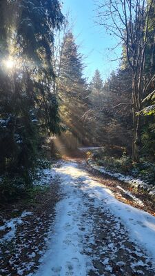 Las wzdłuż niebieskiego szlaku na Lubań