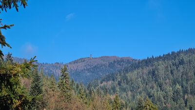 Wieża widokowa na Lubaniu widziana z niebieskiego szlaku na wysokości ok. 770 m n.p.m.