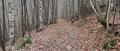 Pusta Ścieżka, parking ↔ Rozdroże nad Skalnymi Wrotami