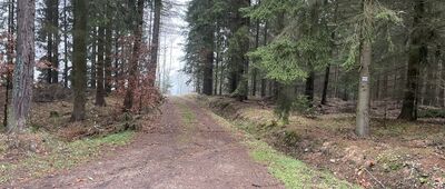 Bartnica, brzeg lasu