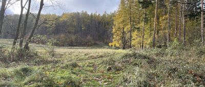 Rozdroże nad Nową Bielawą