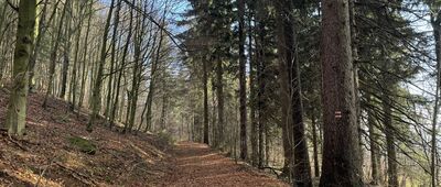 Markoušovice ↔ Pod Pasekou