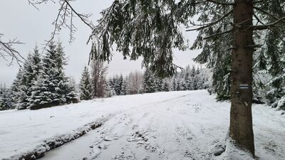 Niebieski szlak wzdłuż granicy PL-SK nad Przełęczą Rozdziela