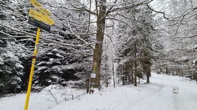 Niebieski szlak pod Syhłą