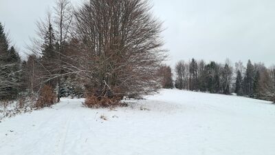 Niebieski szlak na wysokości ok. 920 m n.p.m.
