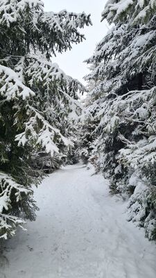 Czerwony szlak w okolicy Małego Rogacza