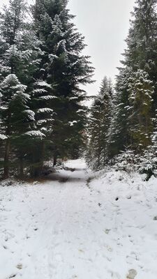 Czerwony szlak pod Jasielnikiem