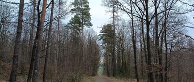 Zbylut ↔ Rozdroże pod Trzebiną