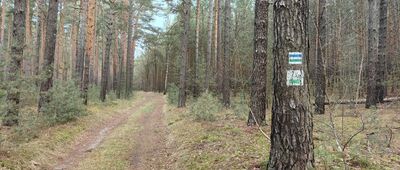 Kosowe Jary ↔ Rozejście szlaków niebieski / zielony