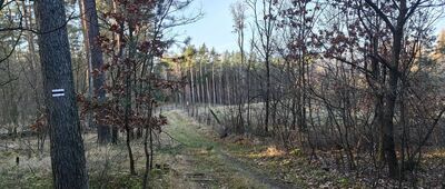 Parking leśny ↔ Skrzyżowanie