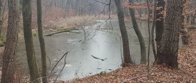 Las Buczyna ↔ Zgłobice, most [Las Buczyna]