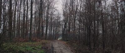 Las Buczyna ↔ Zgłobice, most [Las Buczyna]