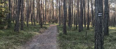 Ogrodzieniec, droga wojewódzka ↔ Zawiercie, Józefów, skrzyżowanie [Oznakowanie czarnego szlaku do Krępy]