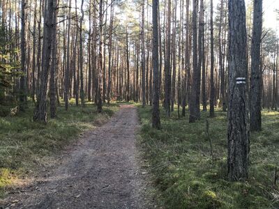 Oznakowanie czarnego szlaku do Krępy