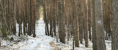 Zabór, obwodnica ↔ Łaz