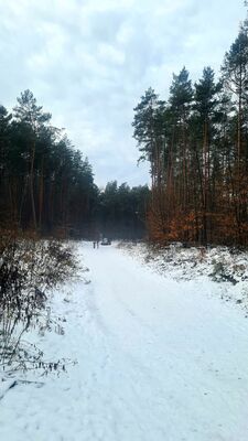 Leśny parking przy Rezerwacie Kajasówka