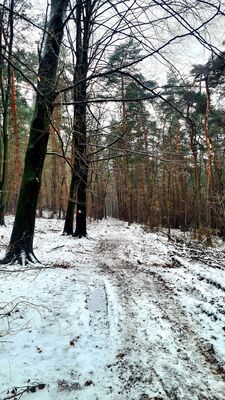 Las w dolnej części Kajasówki