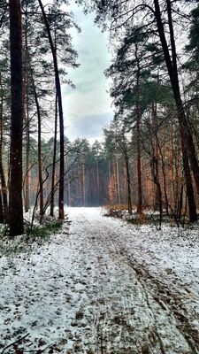 Las w dolnej części Kajasówki