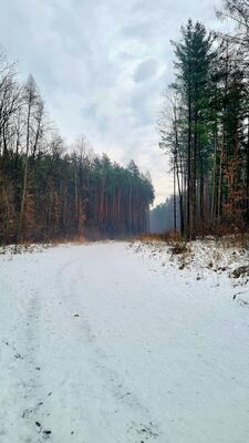 Las przy parkingu Kajasówka