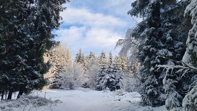Las pod Kobylicą
