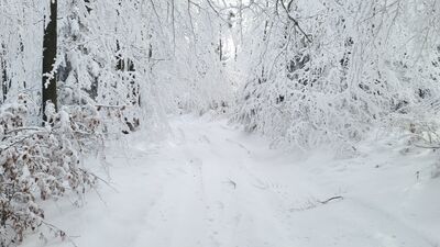 Zielony szlak na Jasień