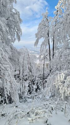 Żółty szlak pod Pieżgulą