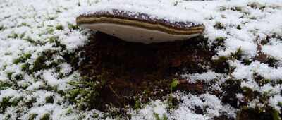 Wilcza Jama ↔ Czarna Białostocka