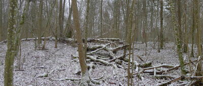 Wilcza Jama ↔ Czarna Białostocka