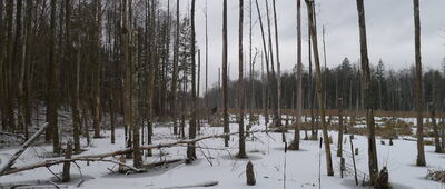 Wilcza Jama ↔ Czarna Białostocka