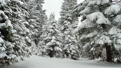 Zielony szlak pod Zbyrcokiem