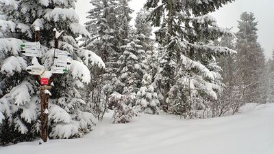 Rozejście szlaków między Zbyrcokiem a Bukowiną Obidowską