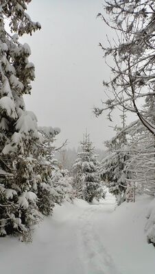 Ścieżka na Bukowinę Obidowską
